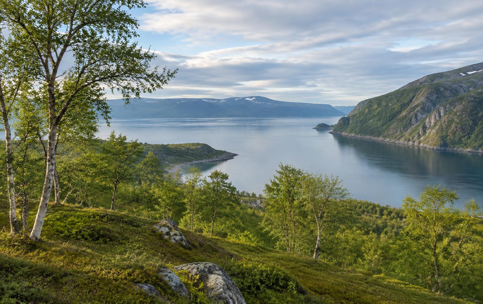 Bjørkeskog og fjord i Nord-Norge