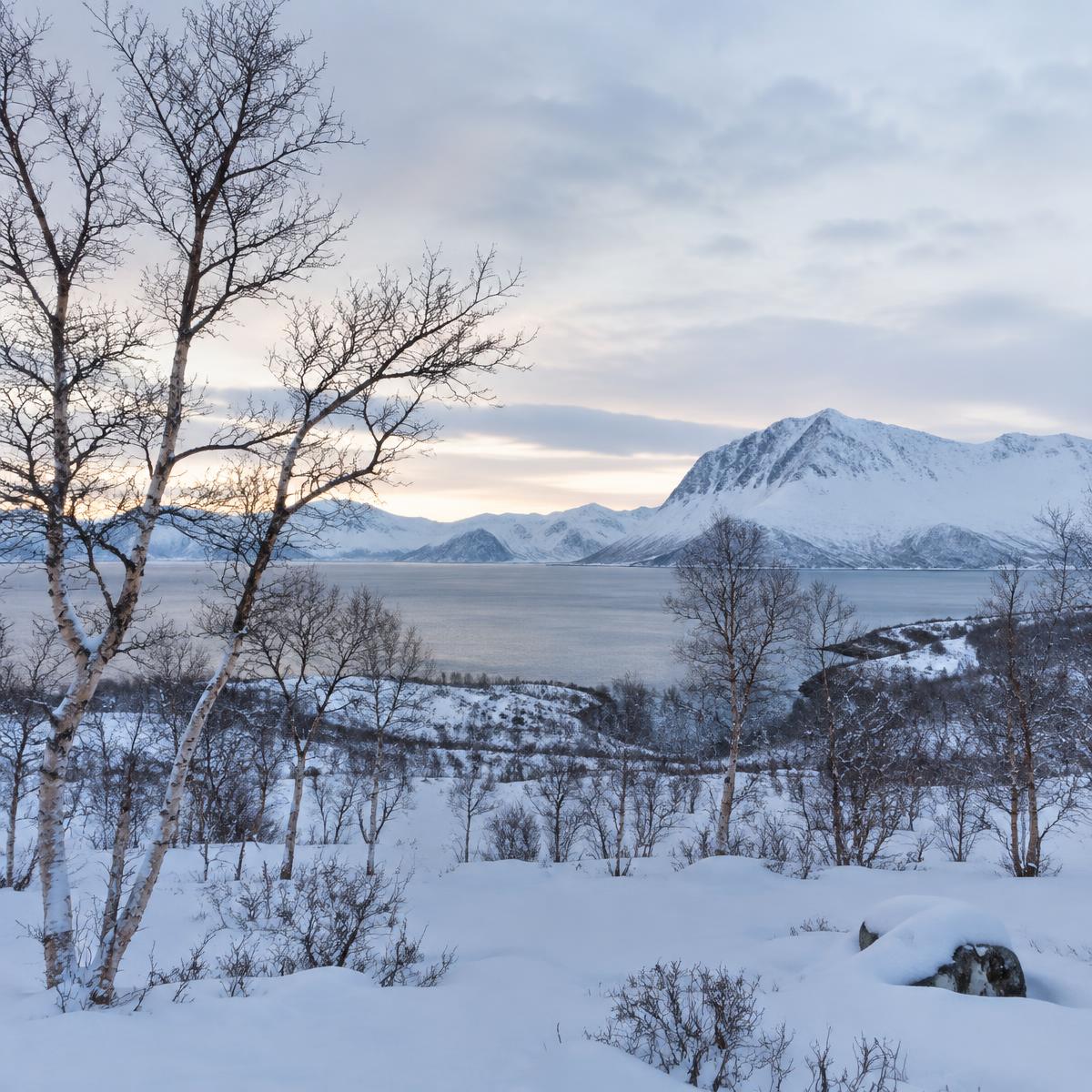 Vinterlandskap med bjørk og fjell